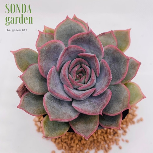 Sen đá hồng cánh cứng SONDA GARDEN size bé 5-8cm, xuất xứ Đà Lạt, khoẻ đẹp, lỗi 1 đổi 1