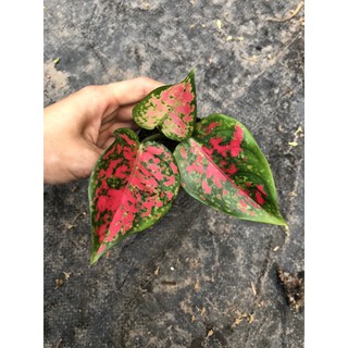 Combo 2 Mầm Cây Vạn Lộc