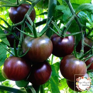 Giống Cà Chua Socola F1 - Gói 5 Hạt