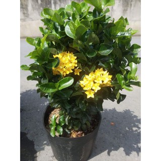 Hoa mẫu đơn (Trang Thái)