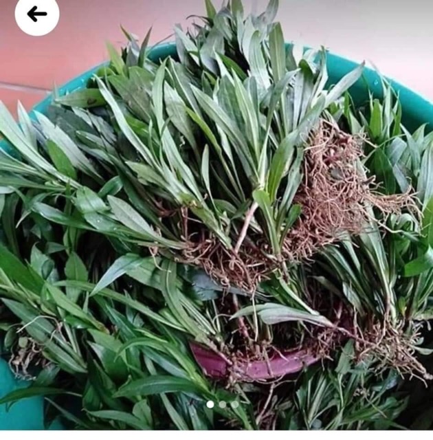 Cây giống thạch thảo trắng 100 cây
