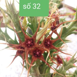 1 nhánh sao biển số 32