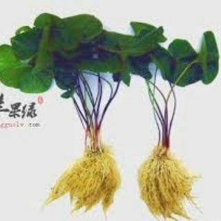 Tế Tân Thượng Hạng 100gram (Thơm, ngon, date mới)