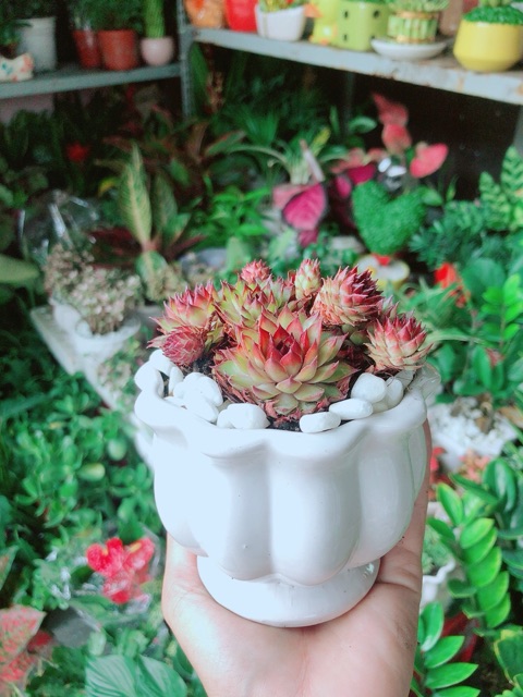 Chậu Cây Sen Đá