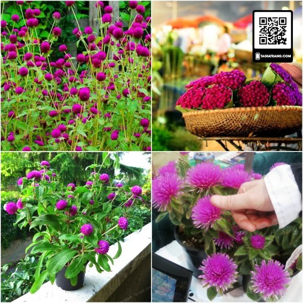 Hạt giống hoa cúc bách nhật