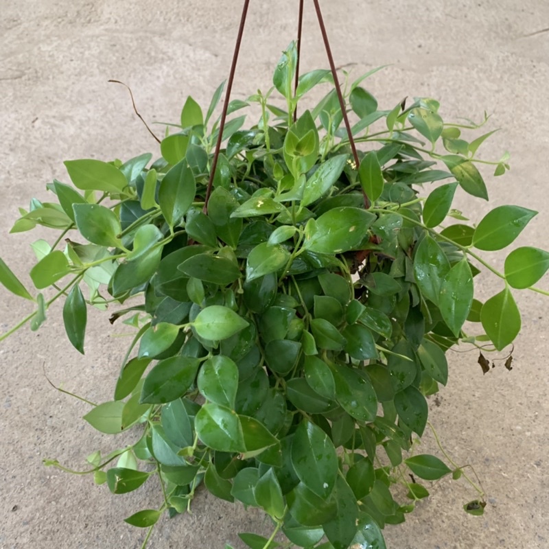 Cây son môi trồng chậu treo bán kính 30cm, cây nở hoa đẹp hình thỏi son môi, trồng trang trí quán cafe, ban công, cửa sổ