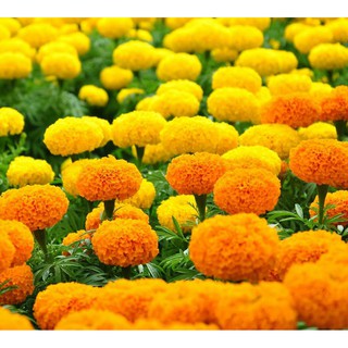Hạt giống hoa cúc vạn thọ Pháp