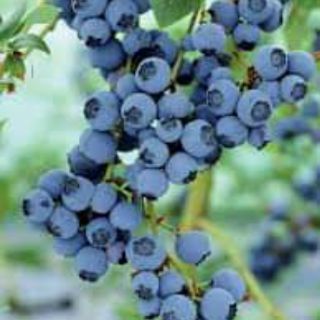 Hạt giống Việt Quất