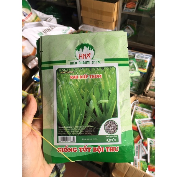 Hạt giống rau diếp thơm( xà lách lá nhọn) Hà Nội Xanh