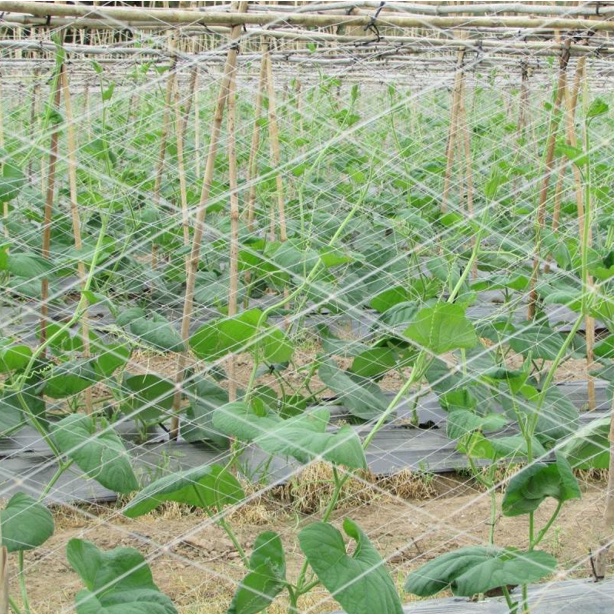 Lưới làm giàn dưa leo dưa chuột, mướp, đậu kích thước 1.8 x 100m