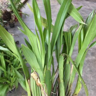 Hoa phong lan vũ nữ aloha