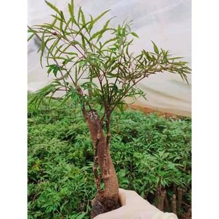 Cây Đinh lăng Nếp lá nhỏ mua 30 tặng 03 cây