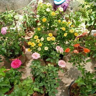 Hoa hồng nhập ngoại