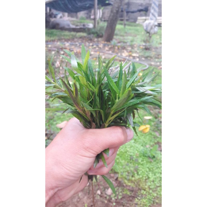 cây thủy sinh dừa sinh
