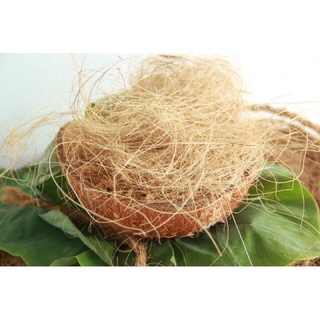 Xơ dừa sợi trồng lan, rau mầm