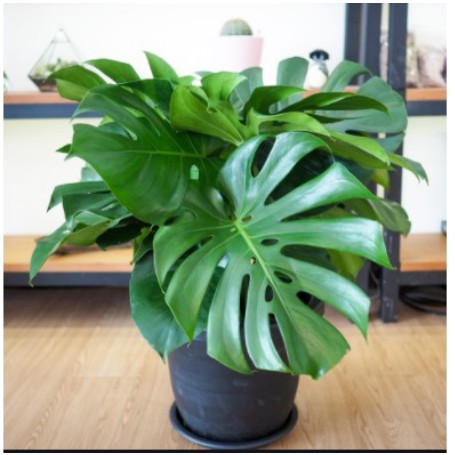 Cây giống trầu bà Nam Mỹ lá xẻ Monstera Deliciosa - cây phong thủy nội thất sân vườn-UtNho