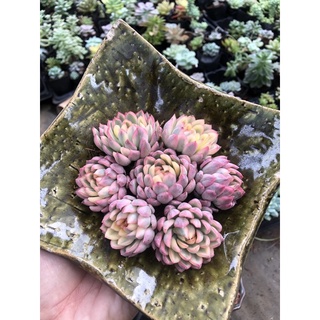 Sen đá Viền Hồng Var 4cm