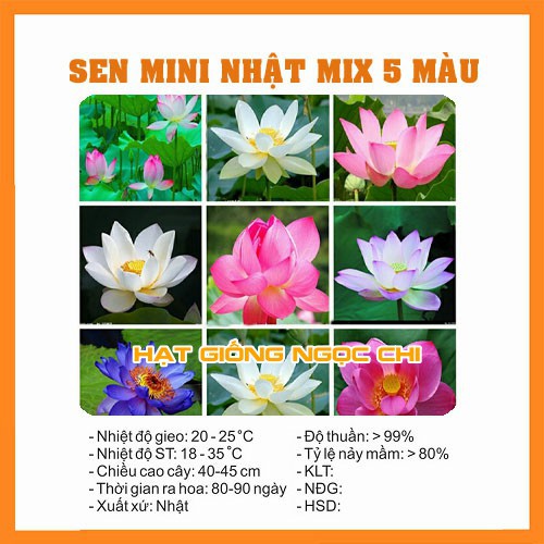 Hạt Giống Sen Mini Nhật 5 Màu Mix - 5 Hạt