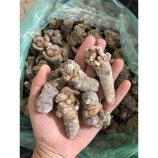 Củ tam thất bắc loại to ( 5 củ 100g )
