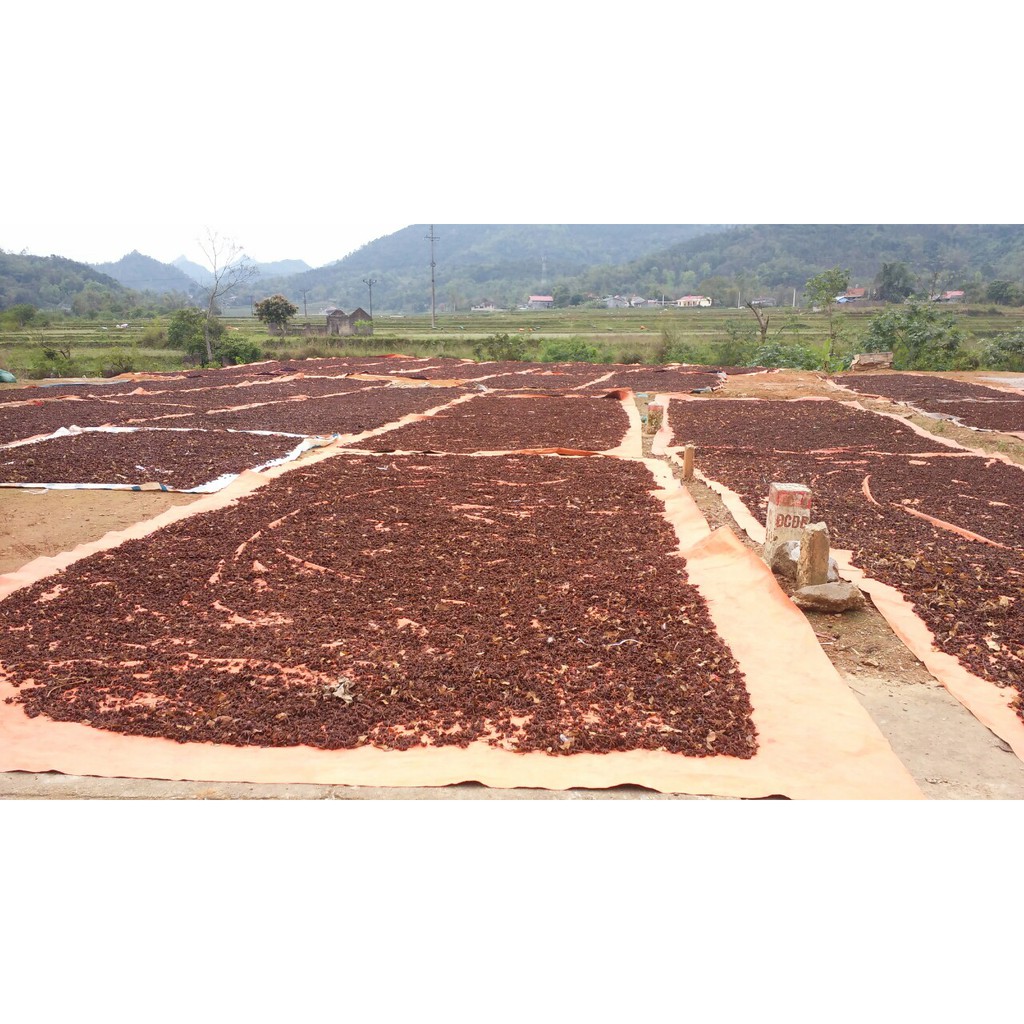 500g Star Anise Hoa đại hồi nấu Phở và món Trung 1kg