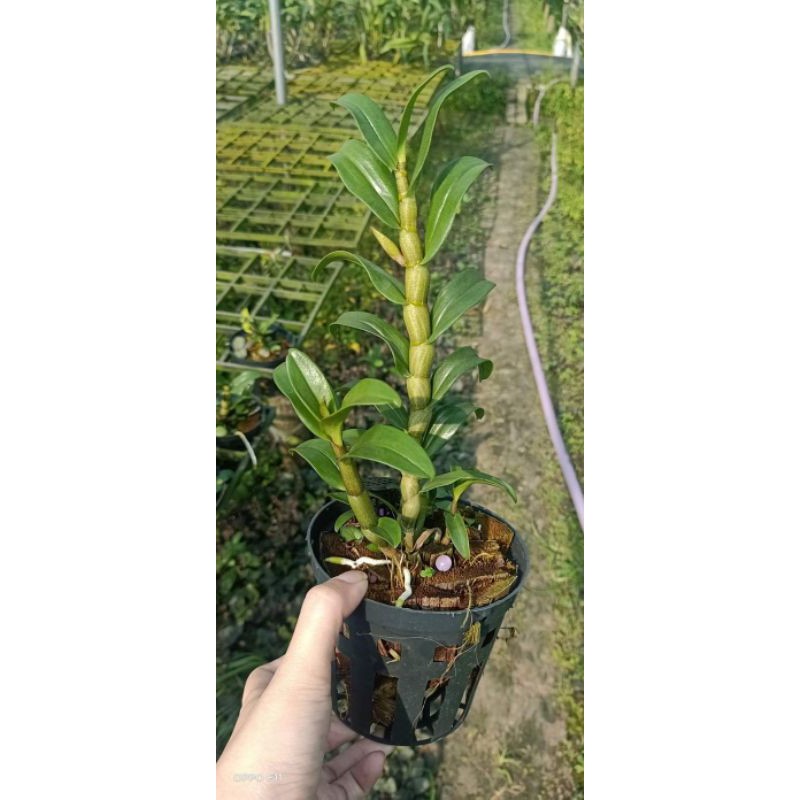 Hoa lan damry - cây lớn