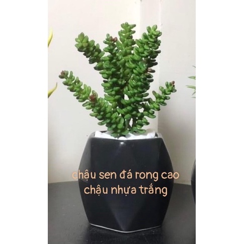 Chậu cây giả để bàn-Chậu sen đá ,Xương rồng -nhiều mẫu,trang trí decor siêu xinh