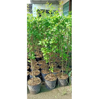 cây lựu lùn ấn độ , cây giống trồng 6-7 tháng cho trái