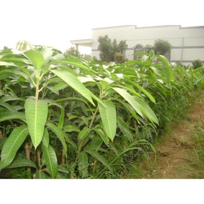 Cây Xoài Cát Hòa Lộc