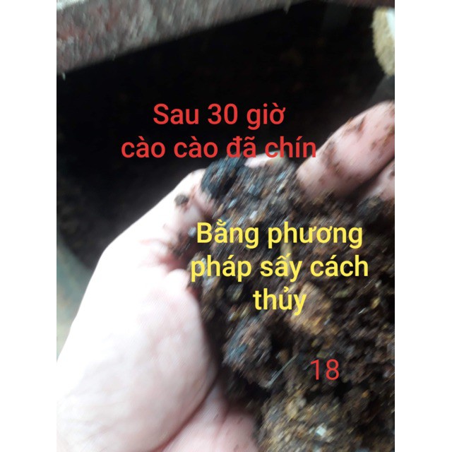 HẠT CÀO CÀO NON, THAY THẾ MỒI TƯƠI 100GRAMHL_0917516177