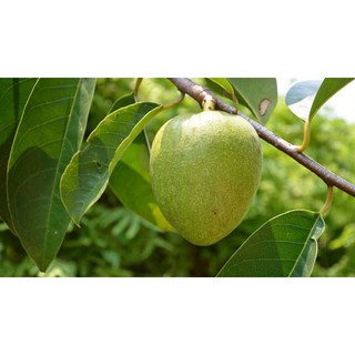 Trái bình bát non xanh (1kg)