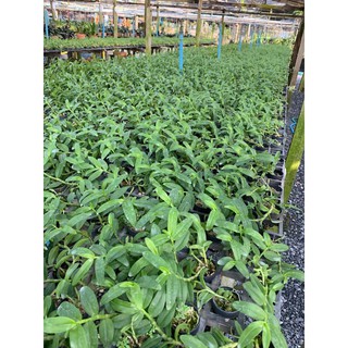 Hoa lan trầm trắng VN147