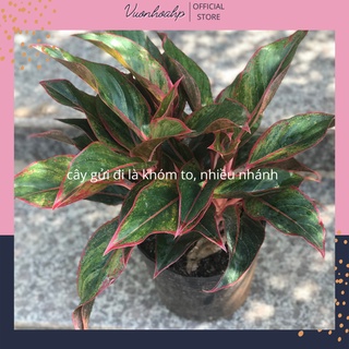 Cây phú quý để bàn mini, phú quý thuỷ sinh cao 30cm, khóm có 4-5 cây to,
