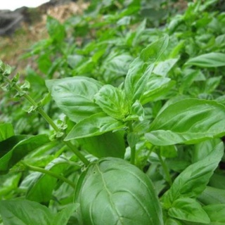 Hạt Giống Húng Tây - 0.5gram