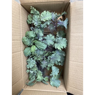 Cây giống cải Kale xoăn tím