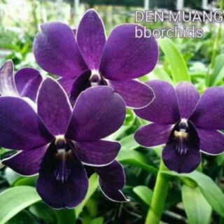 1chậu Hoa lan Denro Màu