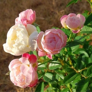 Mua Cây hoa hồng trứng đang hoa (ảnh thật)