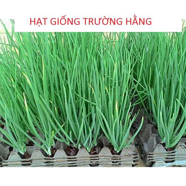 Hạt giống Hành lá 50 hạt