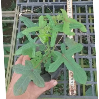 Cây giống sâm bố chính