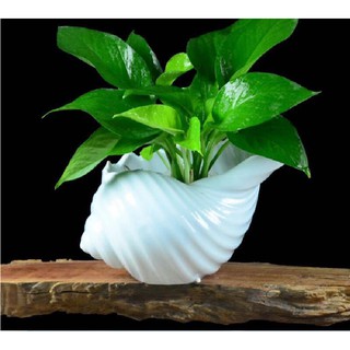 Bình gốm, bình hoa, chậu gốm trồng cây LC030