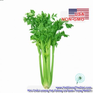 10GR 30K.HẠT Hạt Giống Cần Tây Mỹ Ngọt 75cm Utah (| C9*W43)