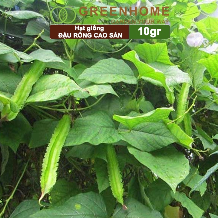 Hạt giống Đậu Rồng cao sản Greenhome, gói 10gr, sinh trưởng mạnh, năng suất cao T08
