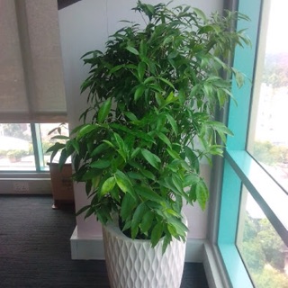 Cây trúc nhật cao 70cm