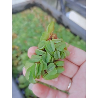 Bèo tai chuột. Bụi to khoản 20 tai Trồng thủy sinh hồ cá