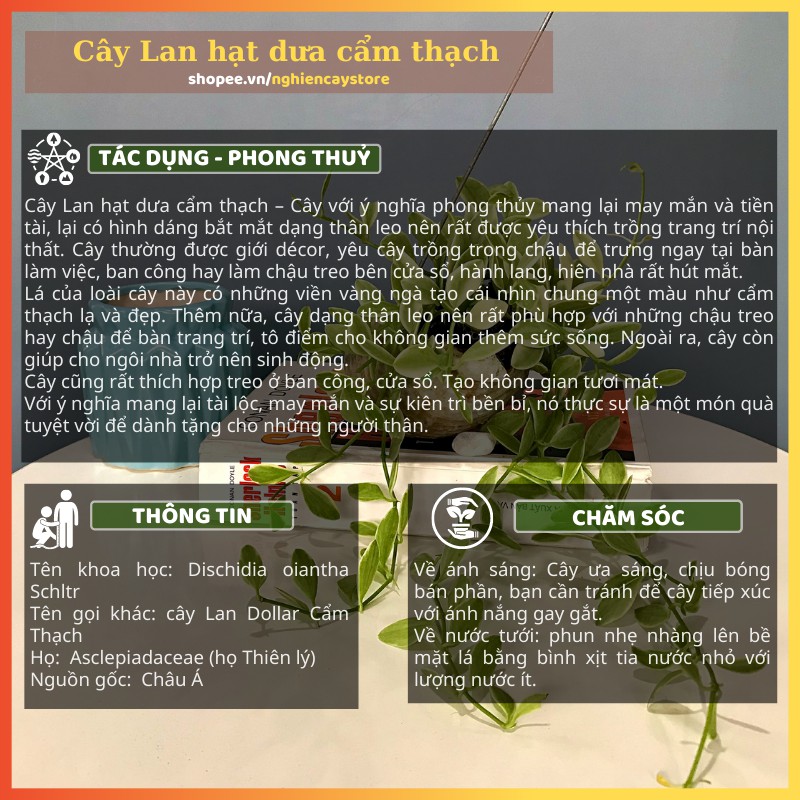 Cây Lan hạt dưa vỏ ôc treo ban công, cửa sổ xanh mát, may mắn