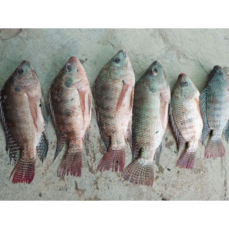 CÁM TANH TRỘN SẴN CHUYÊN TRỊ PHI,TRÊ,TRA,CHIM,DIÊU HỒNG,...