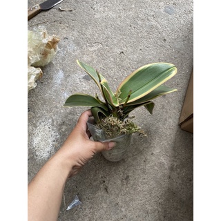 Lan HỒ ĐIỆP lá biên