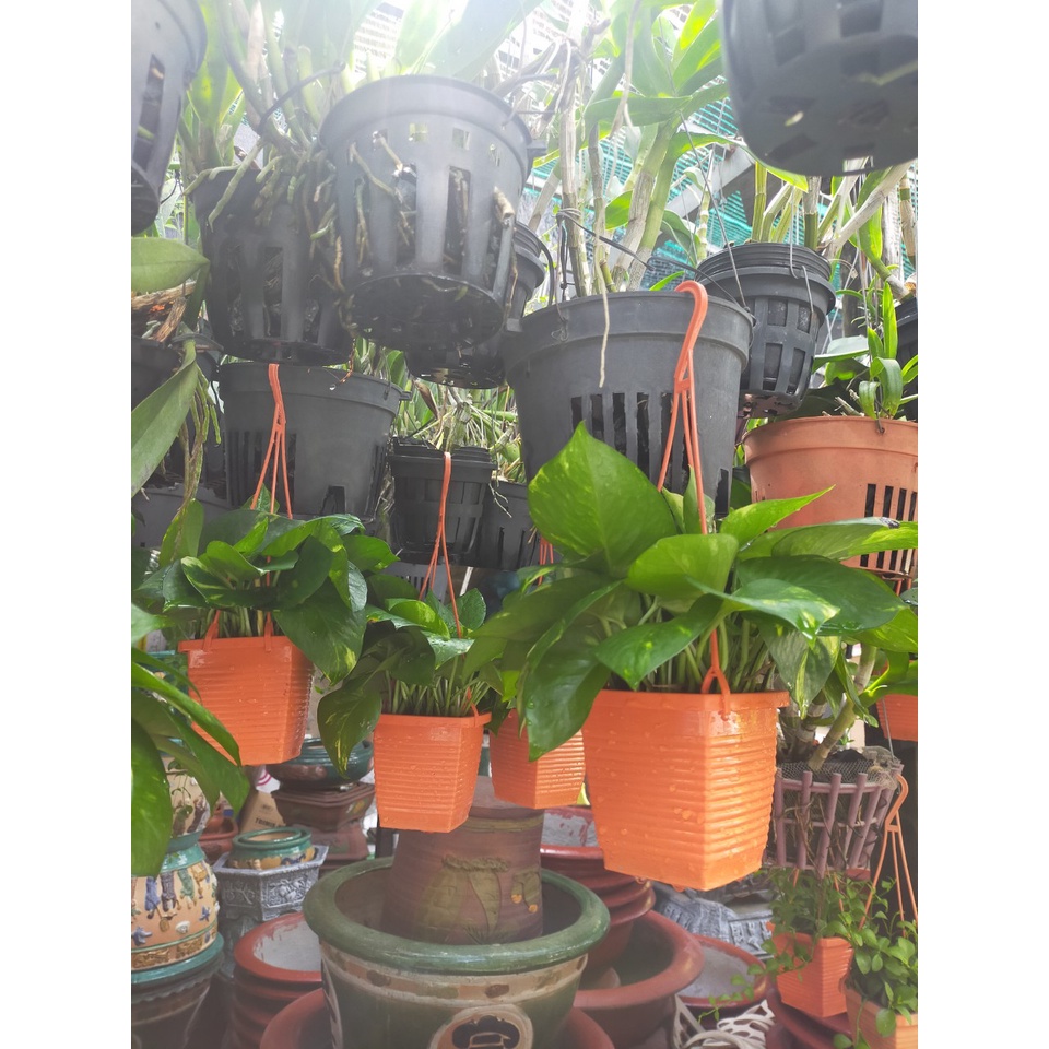 Cây chầu bà trầu bà chậu treo nhỏ