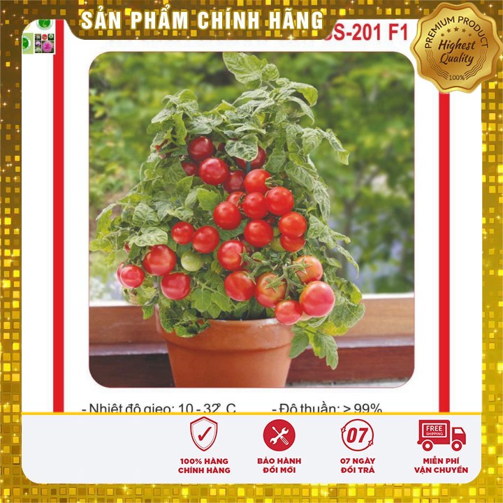 Hạt Giống Cà Chua Lùn Đỏ 30 Hạt [Bán Sỉ]