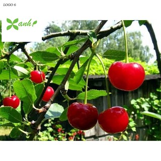 Hạt giống Anh đào (Cherry) (10 hạt)