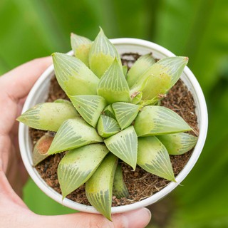 Sen đá guốc sao 9-11cm - Vườn sen đá